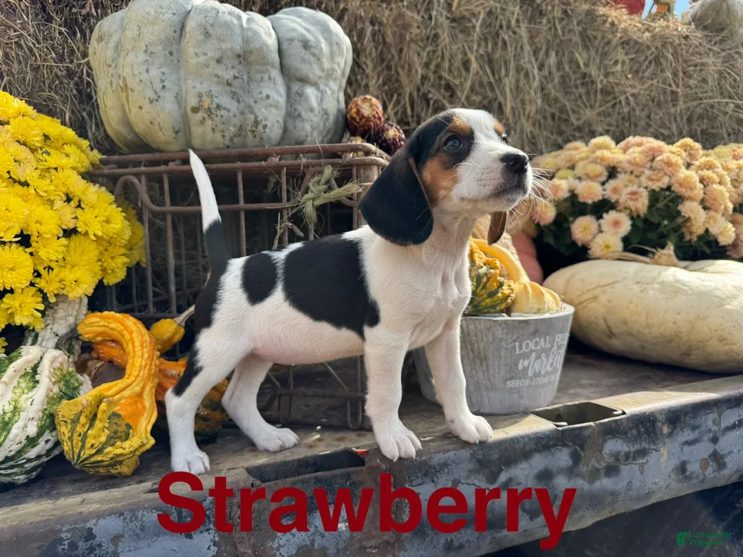 Beagle dogs for sale: Beagle 3 - Ad 1