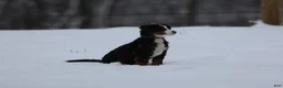 Bernedoodle dogs for sale: Happy - Ad 6
