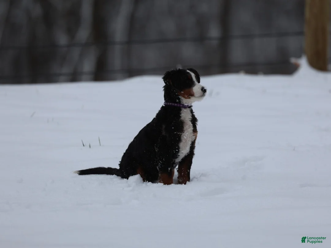 Bernedoodle dogs for sale: Happy - Ad 6
