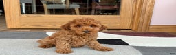 Cockapoo dogs for sale: Curtis - Ad 8