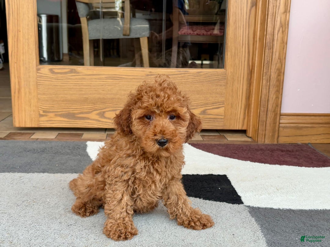 Cockapoo dogs for sale: Curtis - Ad 8