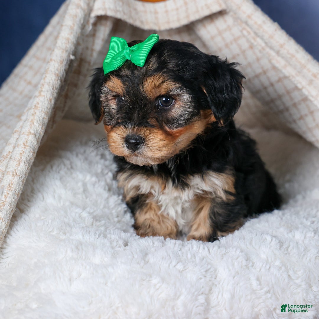 Yochon dogs for sale: MAX - Ad 7