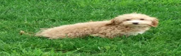 Havapoo dogs for sale: Tommy - Ad 2