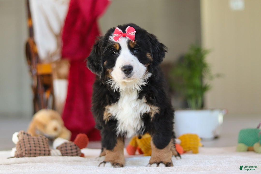 Bernese Mountain Dog dogs for sale: Bailey - Ad 6