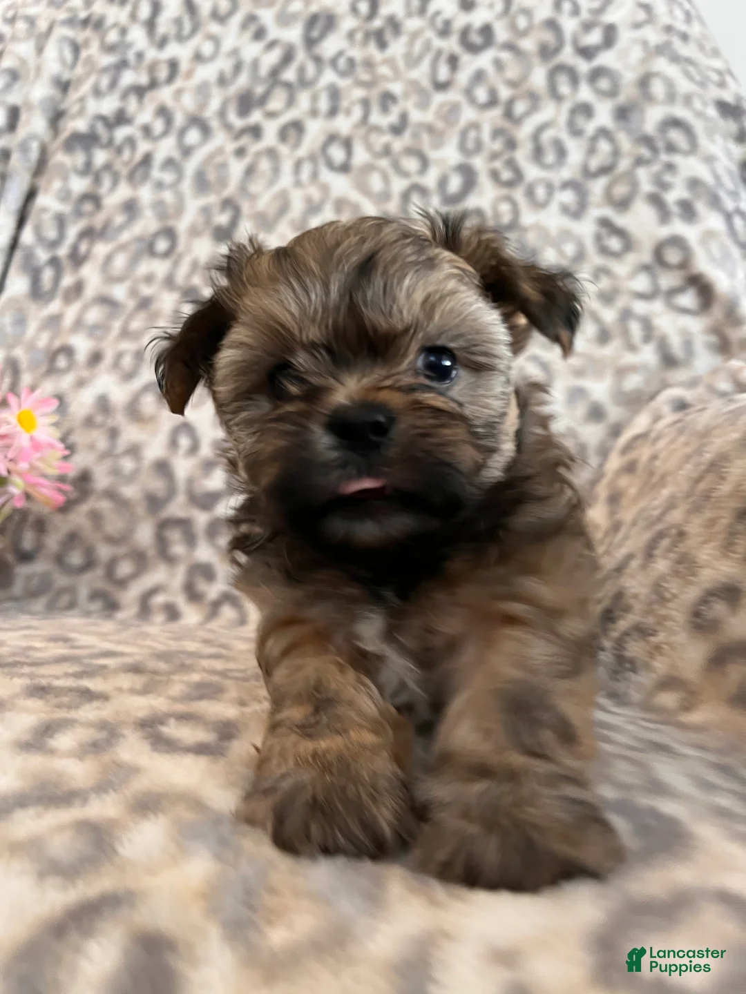 Teddy Bear dogs for sale: Teddy Bear Miley - Ad 2