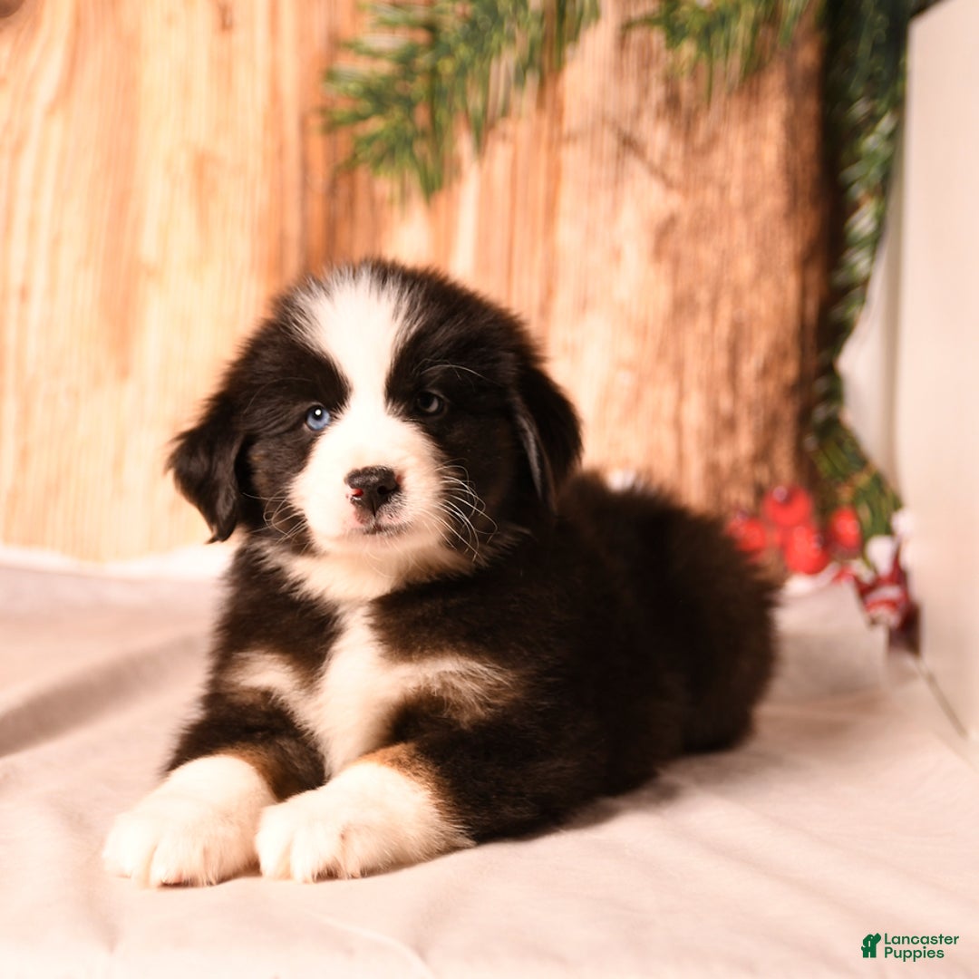 Miniature Australian Shepherd dogs for sale: North - Ad 3
