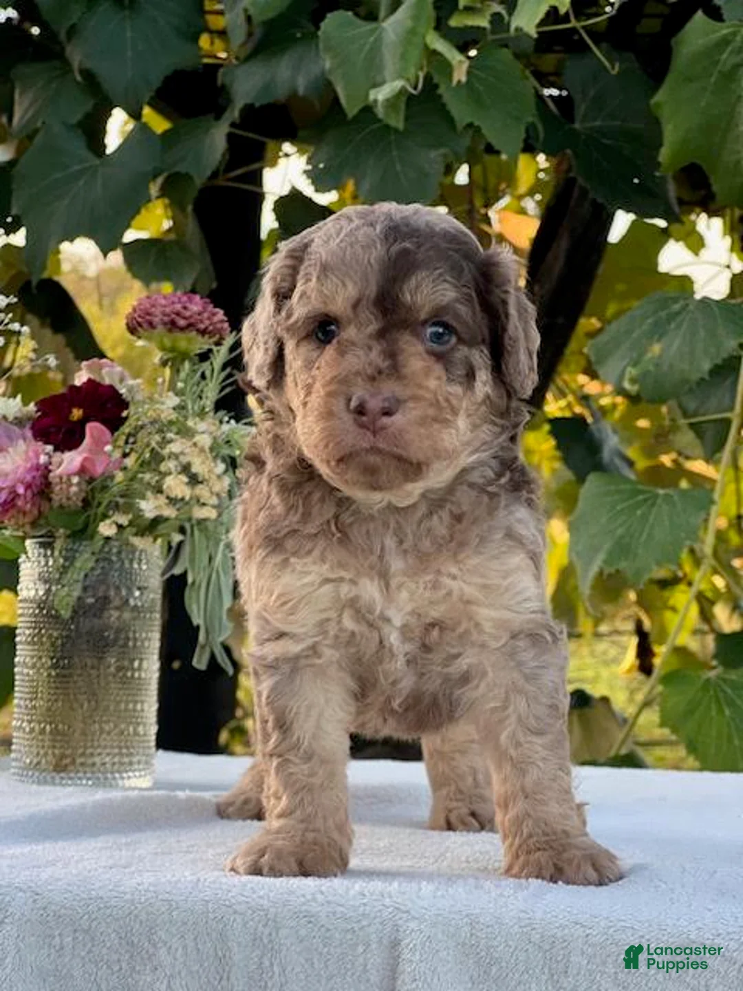 Aussiedoodle dogs for sale: Amber Miniature Aussiedoodle  - Ad 1