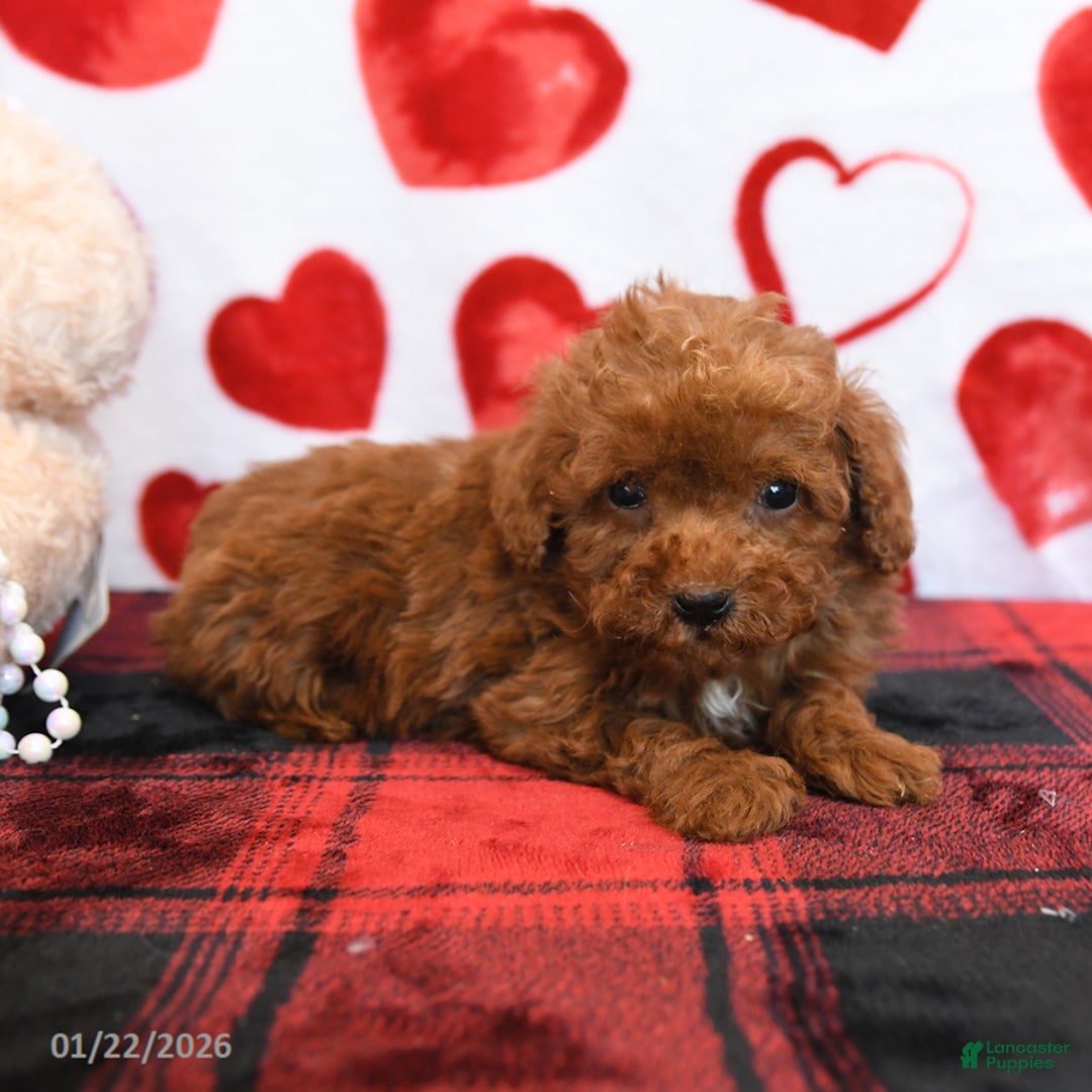 Miniature Poodle dogs for sale: Kiwi - Ad 3