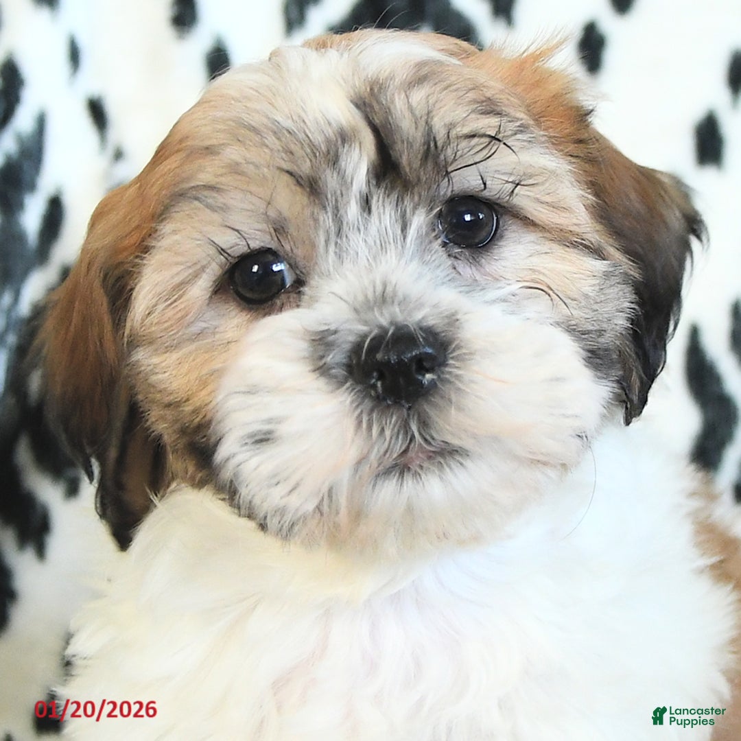 Teddy Bear dogs for sale: Rachelle - Ad 4