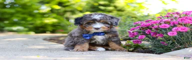 Teddy