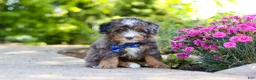 Mini Bernedoodle dogs for sale: Teddy - Ad 1