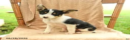 Mixed Breed dogs for sale: Flora - Ad 3