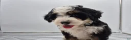 Bernedoodle dogs for sale: Dom  - Ad 8