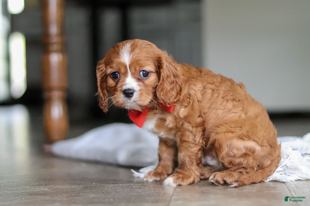 Cavalier King Charles Spaniel dogs for sale: Charlie - Ad 6