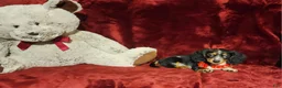 Miniature Dachshund dogs for sale: *RIO* - Ad 9