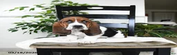 Basset Hound dogs for sale: Jemima - Ad 1