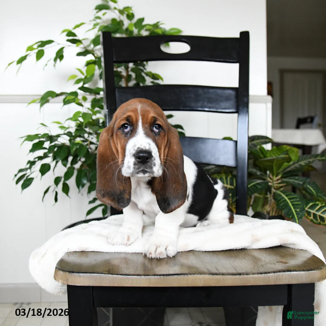 Basset Hound dogs for sale: Jemima - Ad 1