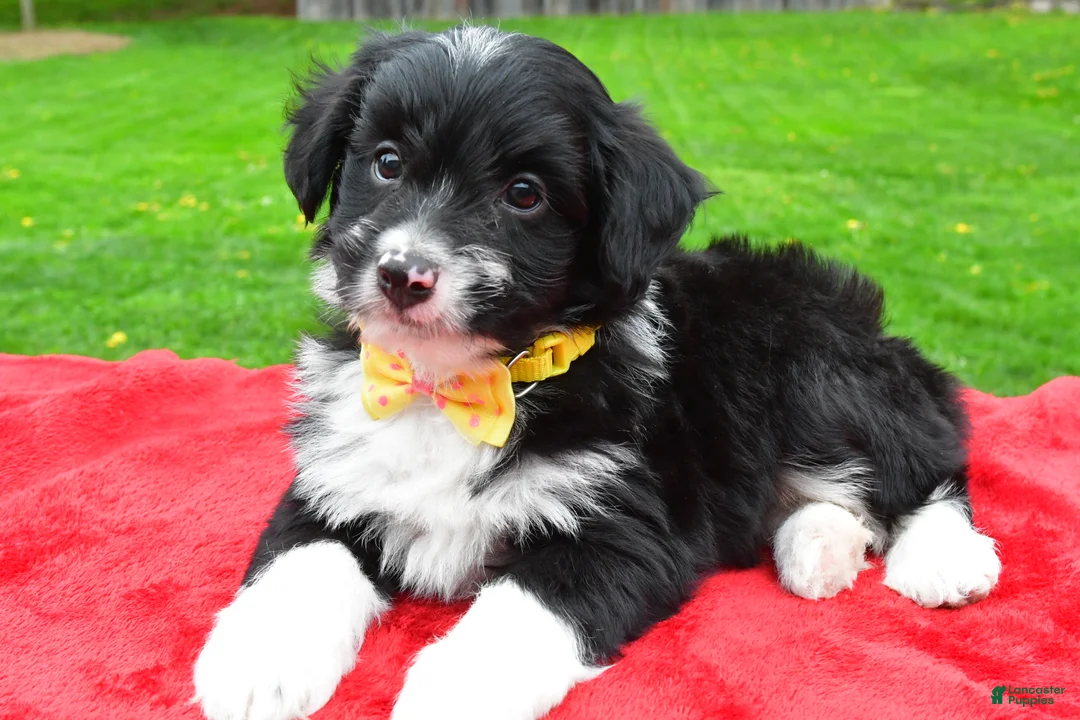 Mini Aussiedoodle dogs for sale: Benji - Ad 1