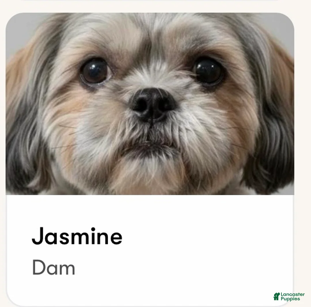 Shih Tzu dogs for sale: Shih Tzu BOY 1 - Ad 5