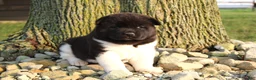 Akita dogs for sale: Akita 1 - Ad 5