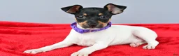 Toy Fox Terrier dogs for sale: Daisy - Ad 7