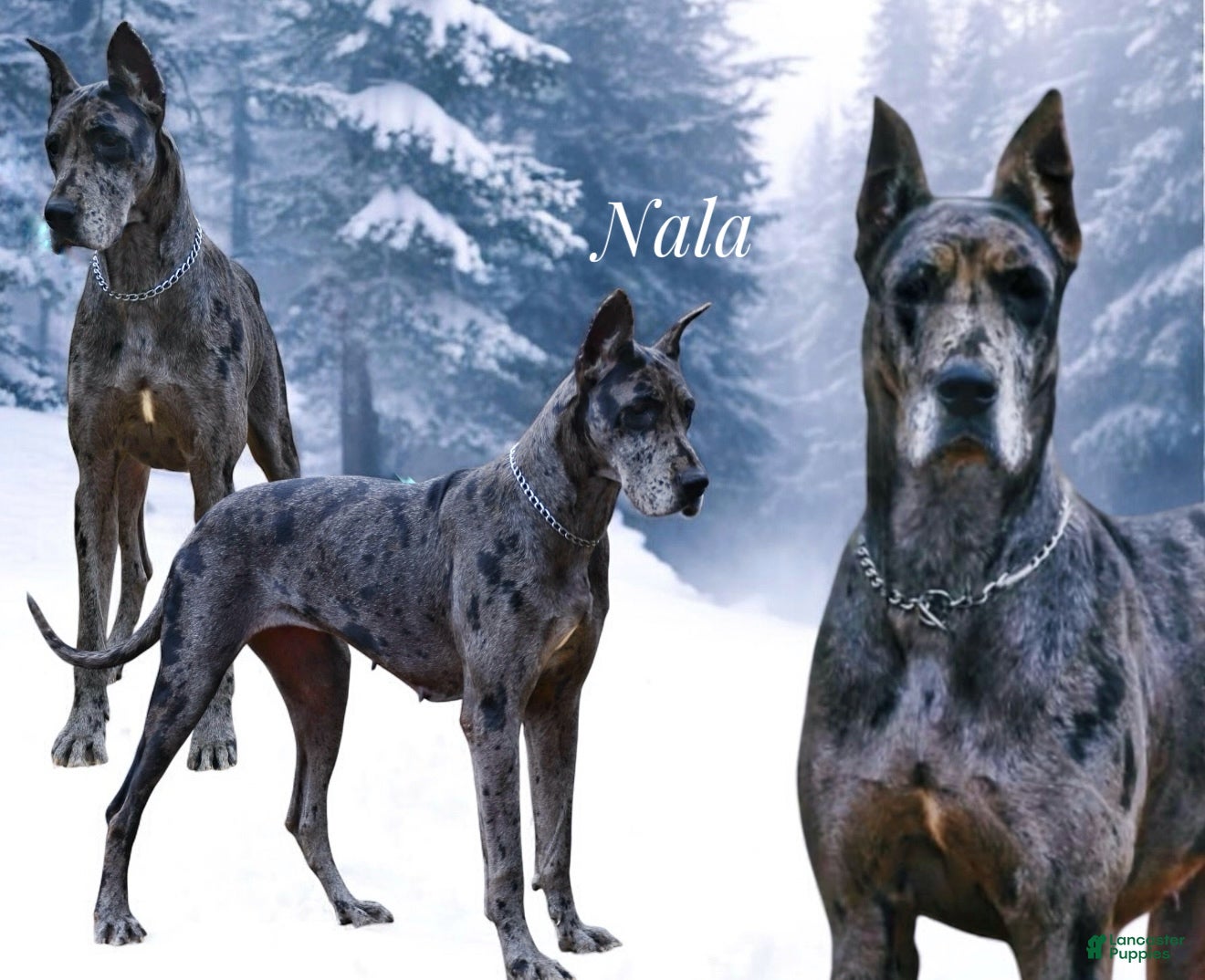 Great Dane