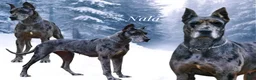 Great Dane dogs for sale: Nala mom - Ad 1