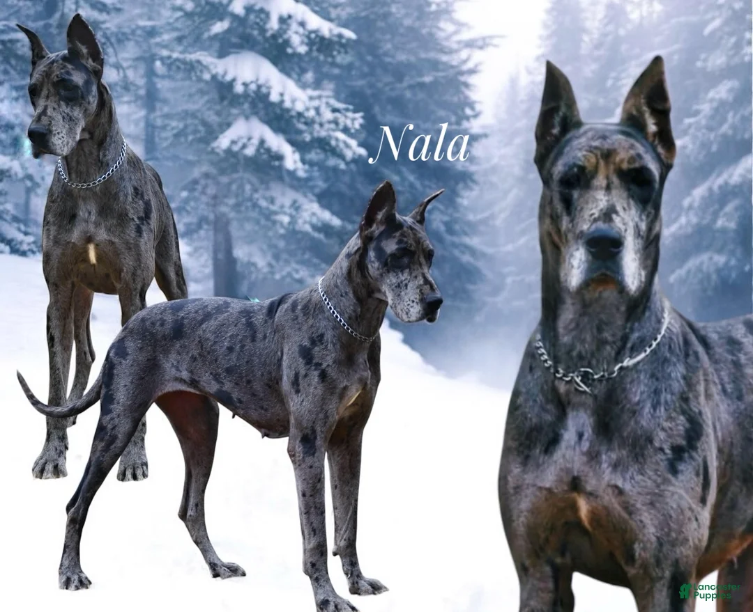Great Dane dogs for sale: Nala mom - Ad 1