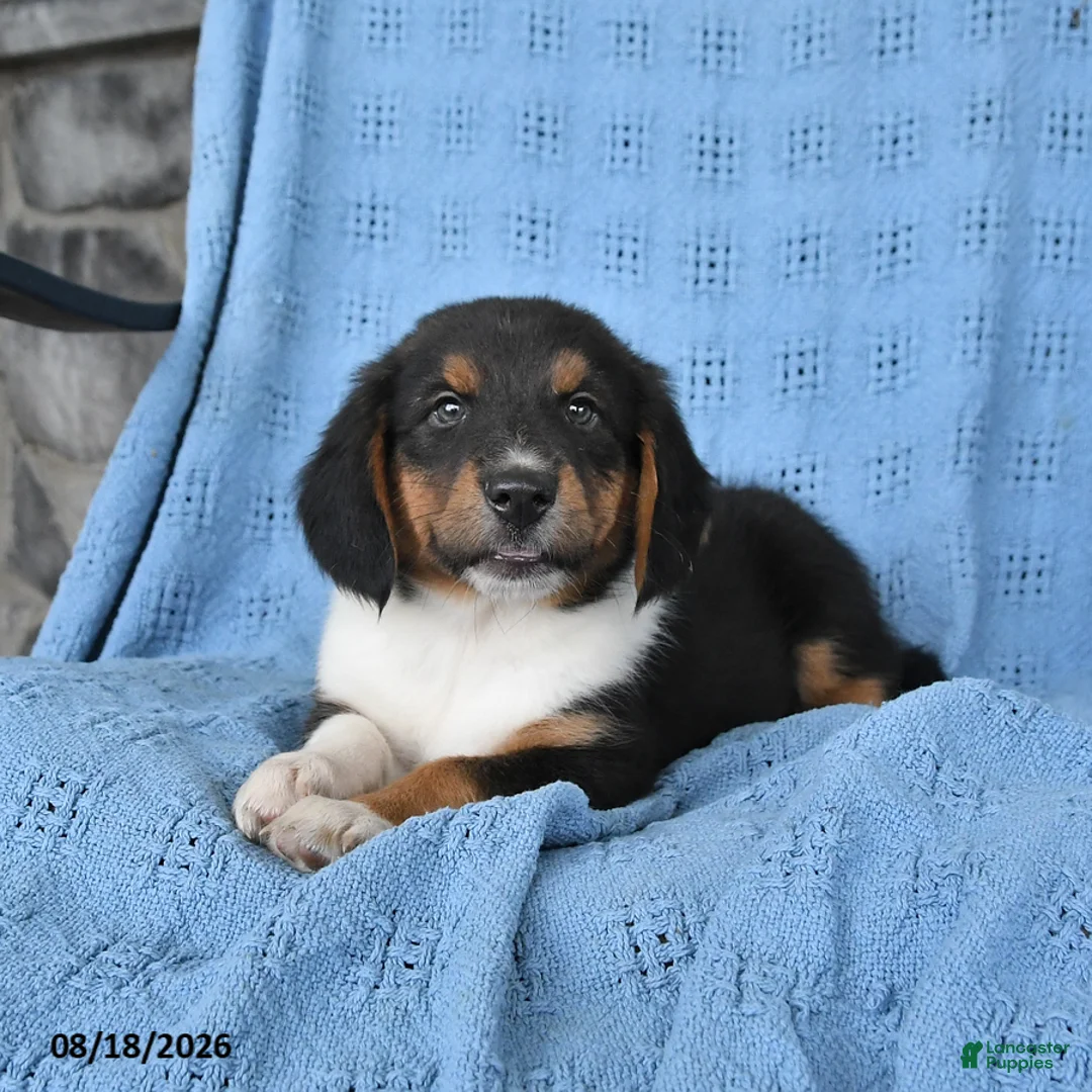 Mixed Breed dogs for sale: Piper - Ad 3