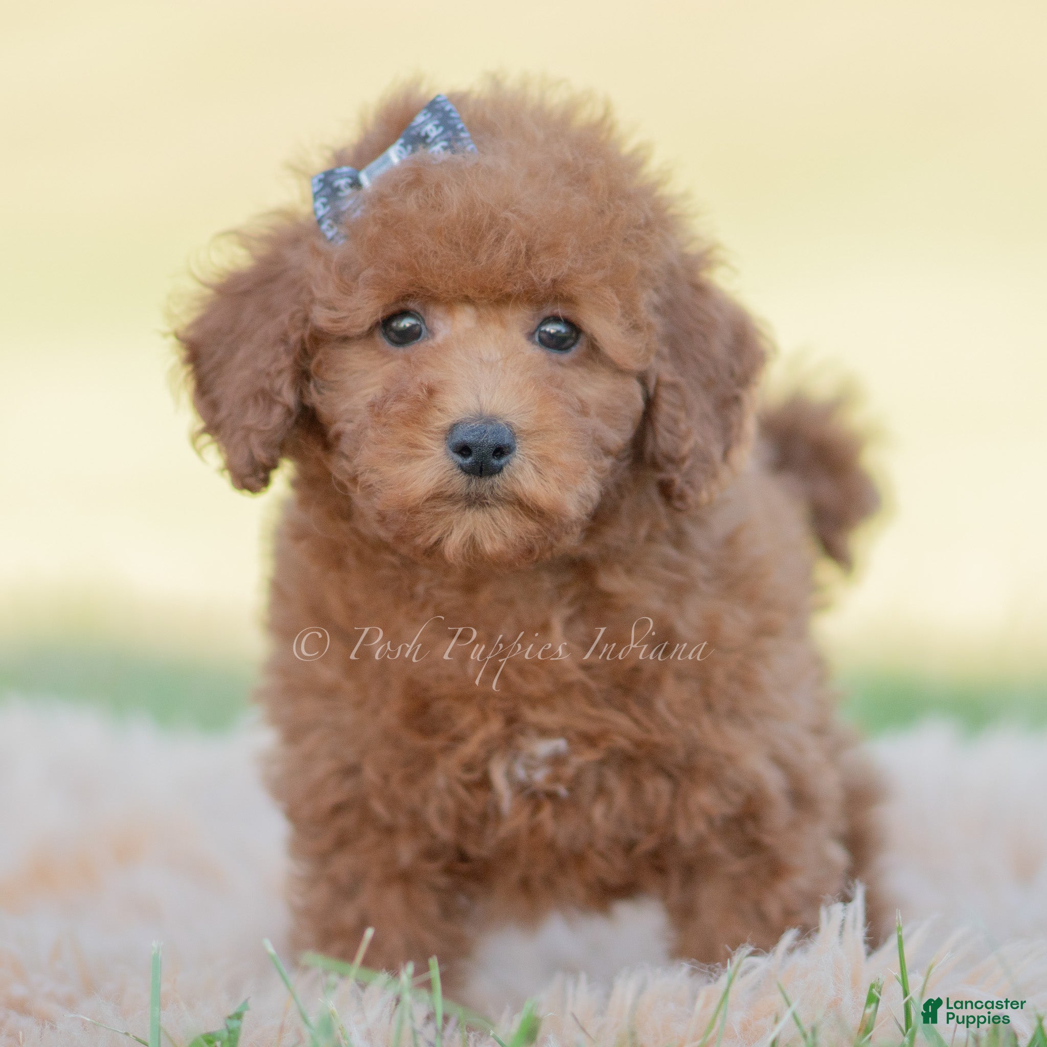 Toy Poodle dogs for sale: Numbby - Ad 35
