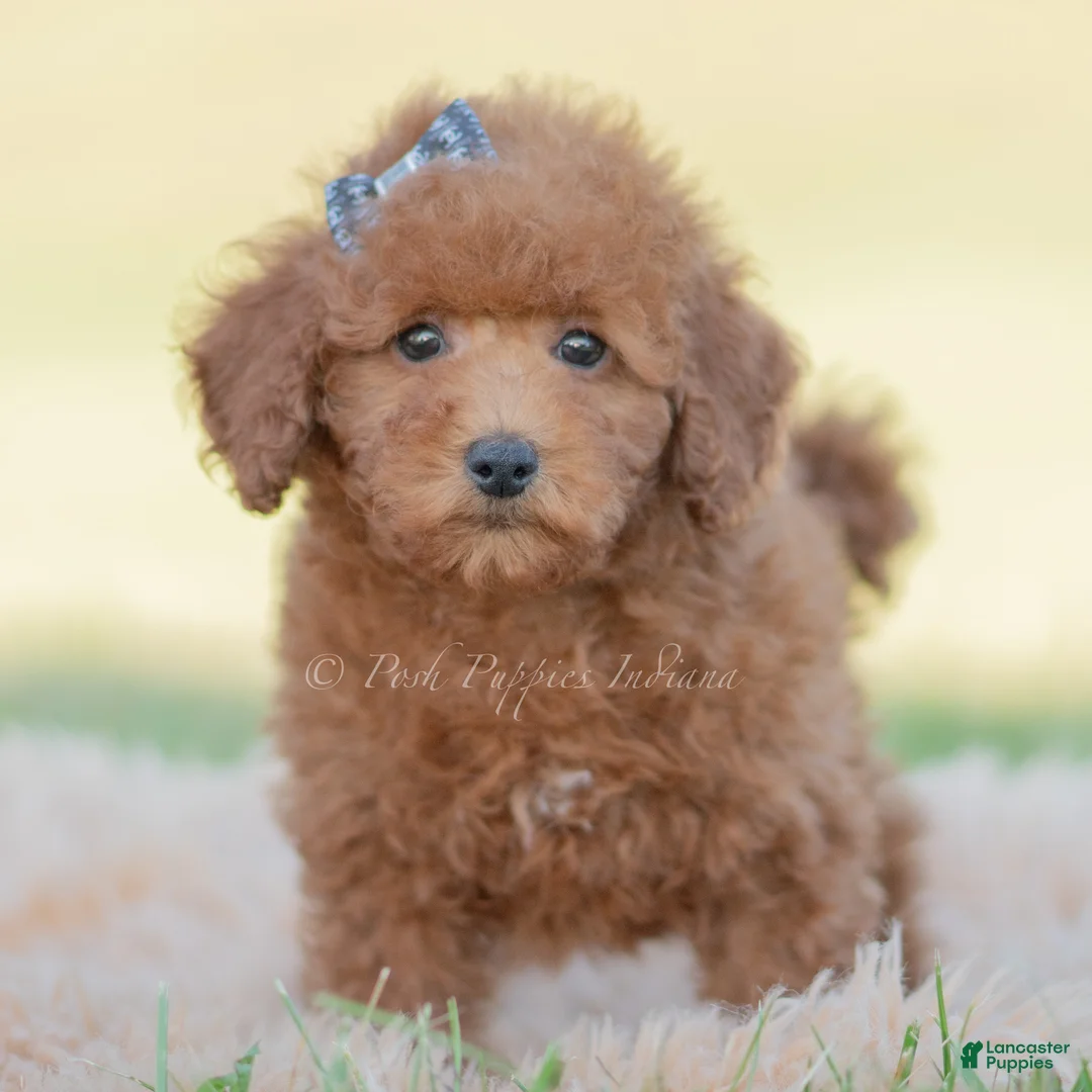Toy Poodle dogs for sale: Numbby - Ad 1