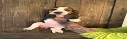 Basset Hound dogs for sale: Dolly - Ad 1