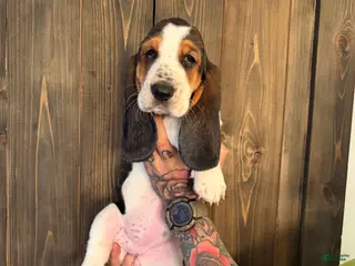 Basset Hound dogs Dolly - Ad 16