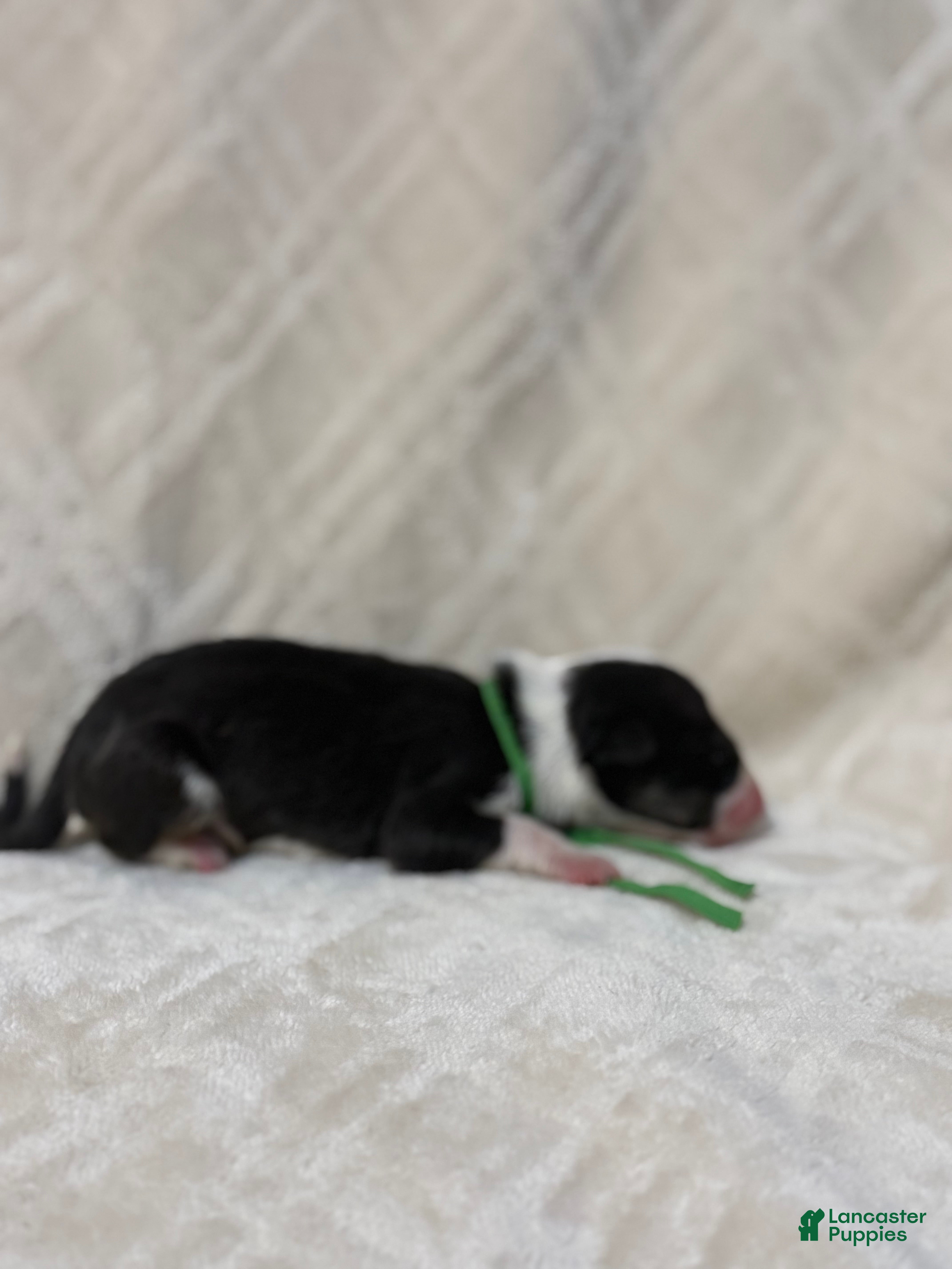 Bull Terrier dogs for sale: BOY 5  - Ad 2