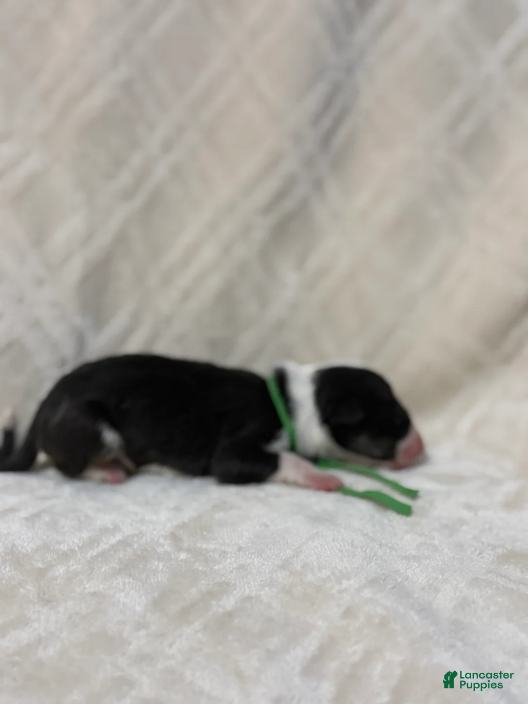 Bull Terrier dogs for sale: BOY 5  - Ad 2
