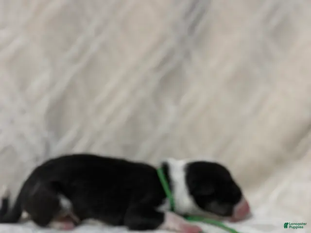 Bull Terrier dogs for sale: BOY 5 - Ad 2