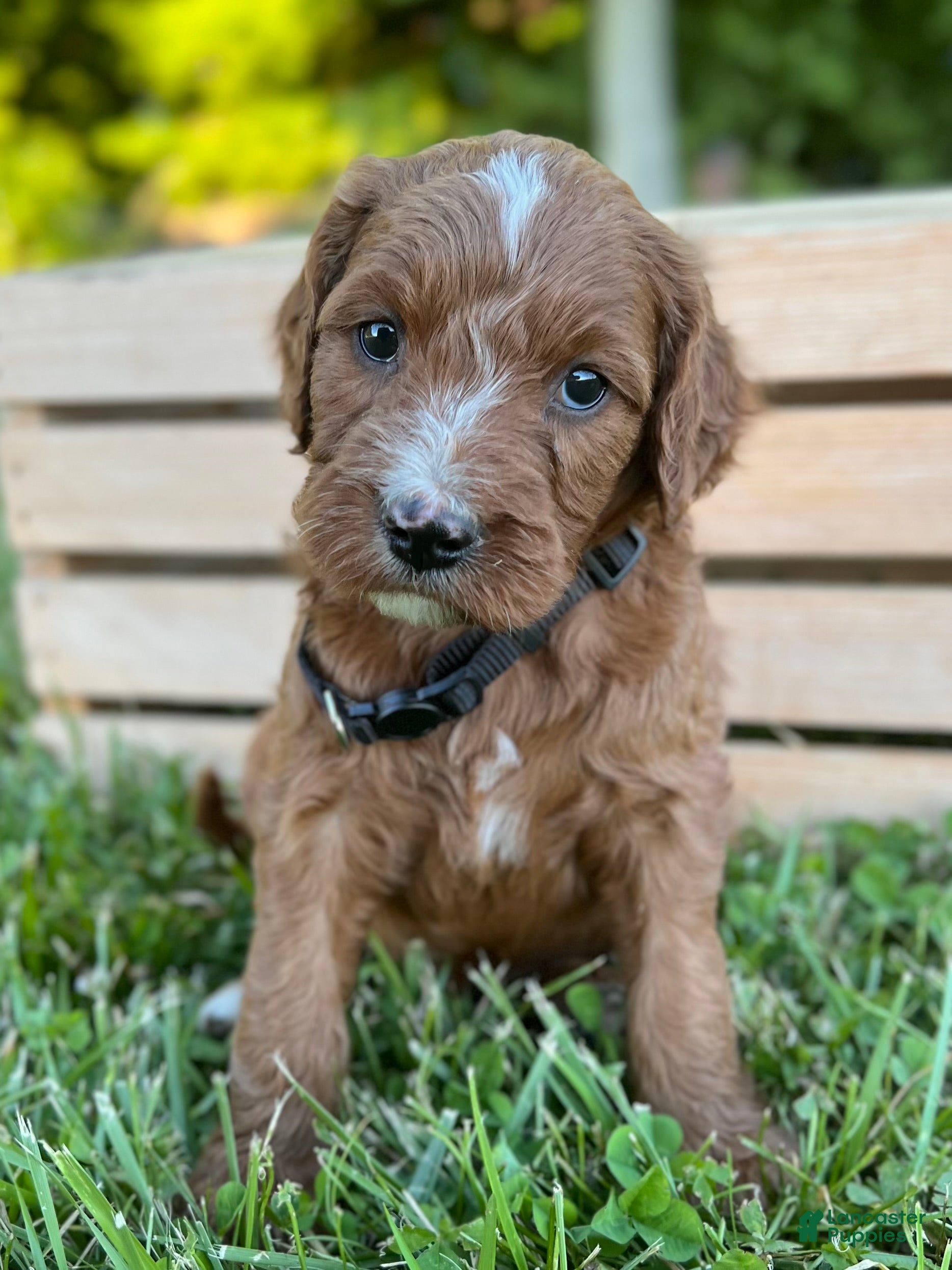 Irish Doodle dogs Maple - Ad 2