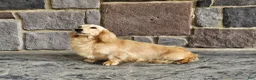 Miniature Dachshund dogs for sale: Peanut - Ad 4