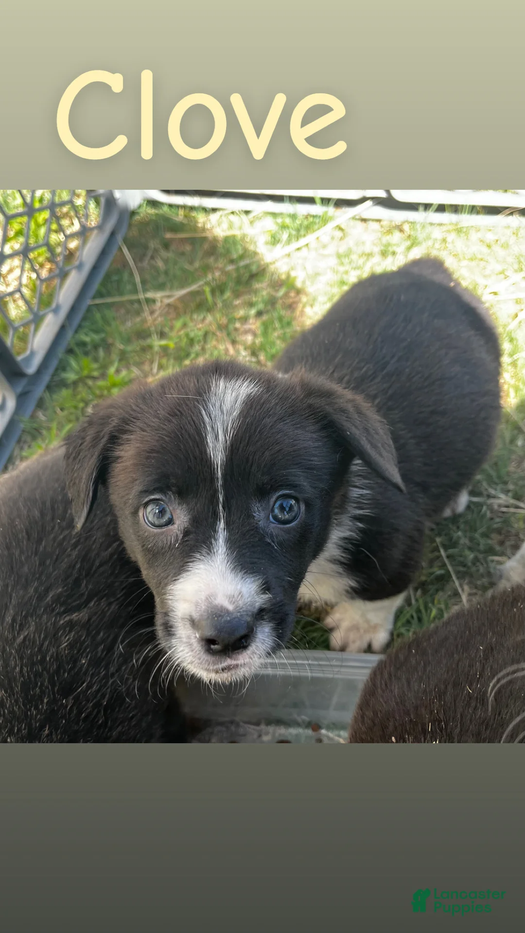 Welsh Corgi Pembroke dogs for sale: Welsh Corgi Pembroke Puppy 4 - Ad 2