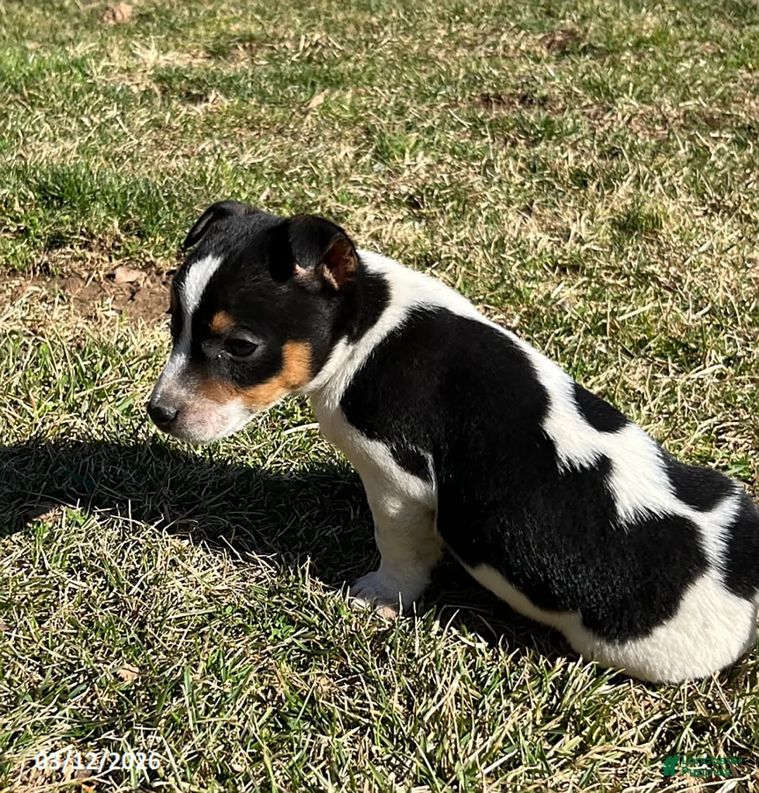 Jack Russell Terrier dogs for sale: Jackson - Ad 2