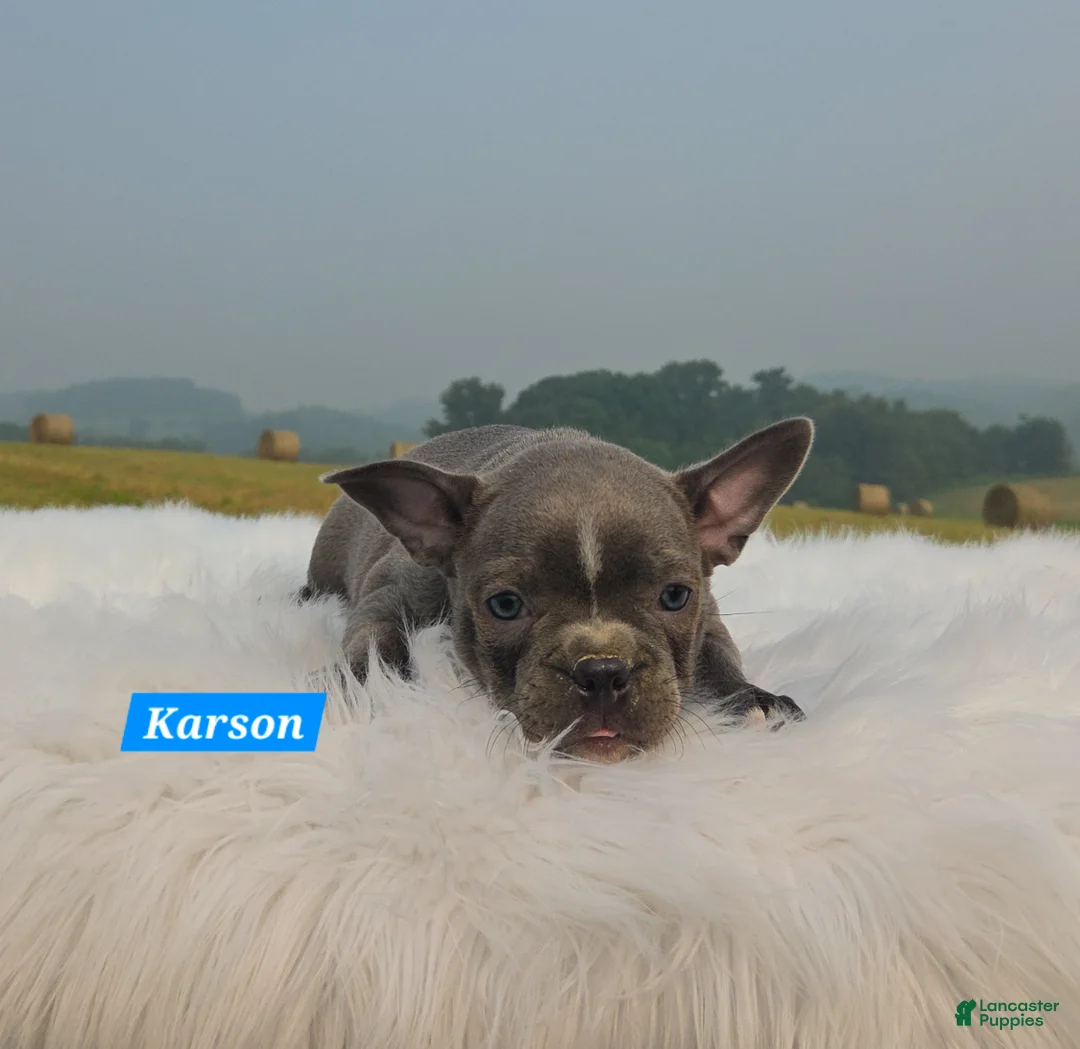 Mixed Breed dogs for sale: Karson - Ad 5
