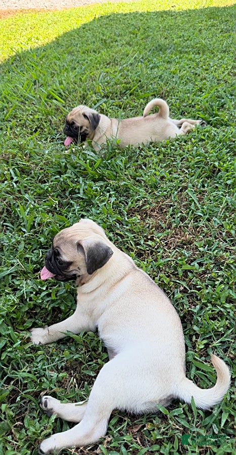 Pug dogs Laura - Ad 2