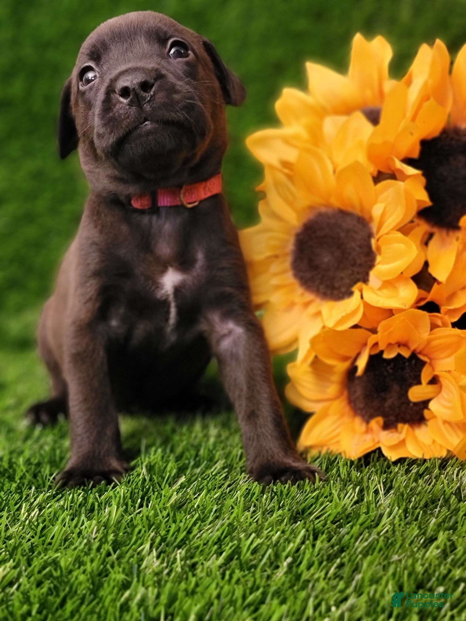 Mixed Breed dogs Kiara (pink collar) - Ad 1