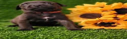 Mixed Breed dogs for sale: Kiara (pink collar) - Ad 1