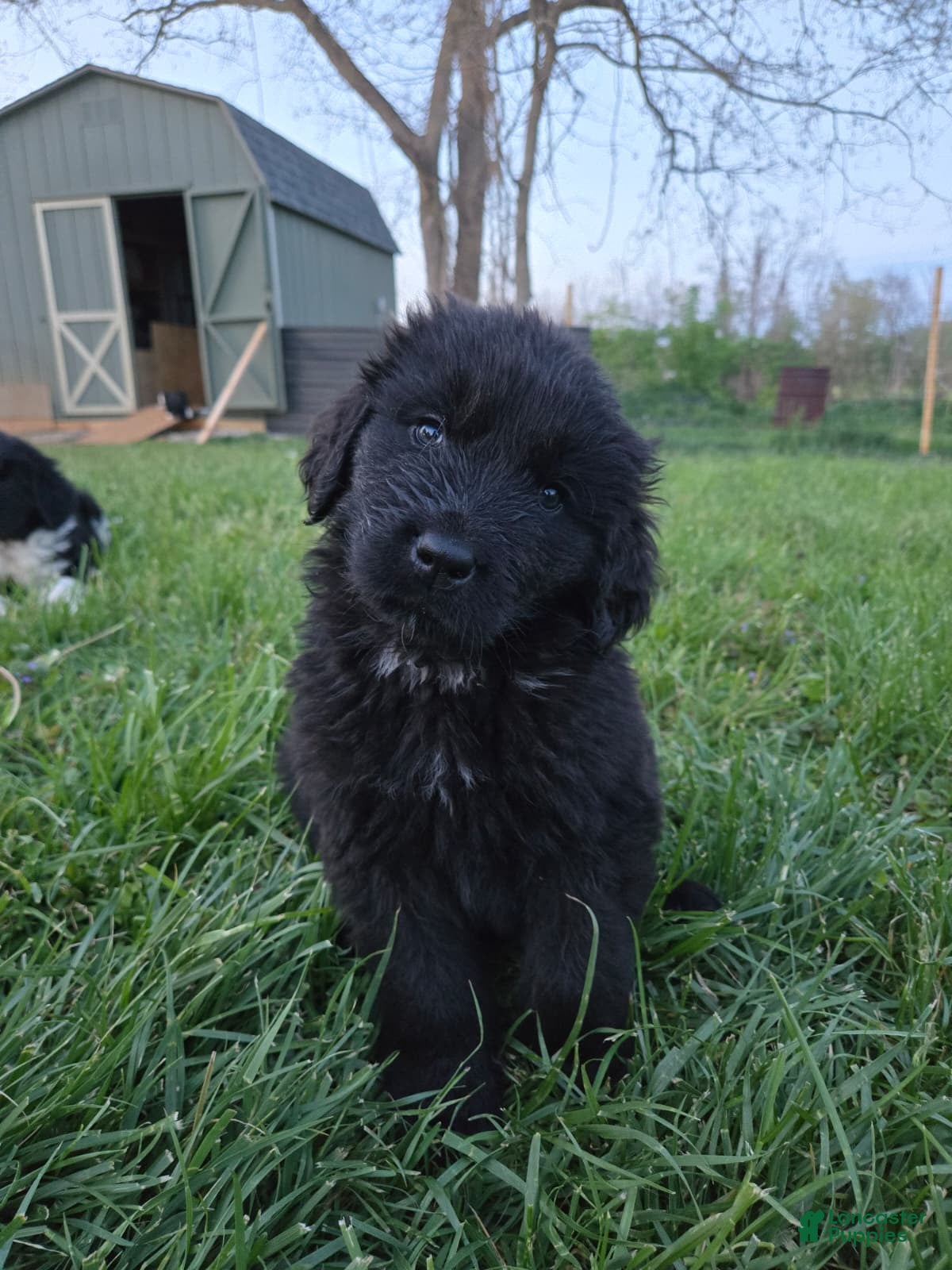 Newfoundland dogs Hero - Ad 29