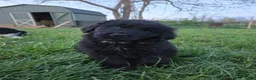 Newfoundland dogs for sale: Hero - Ad 1