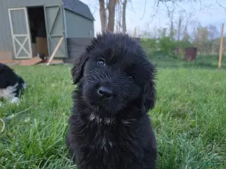 Newfoundland dogs Hero - Ad 29