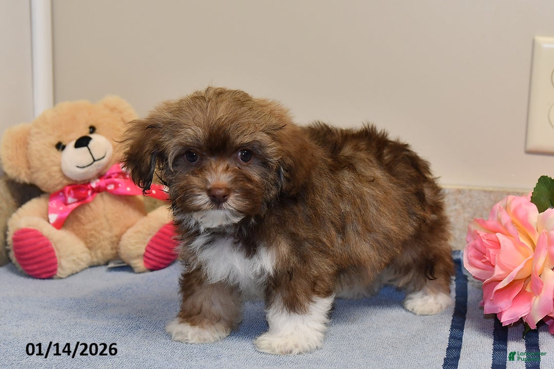 Havanese dogs for sale: Darla - Ad 4
