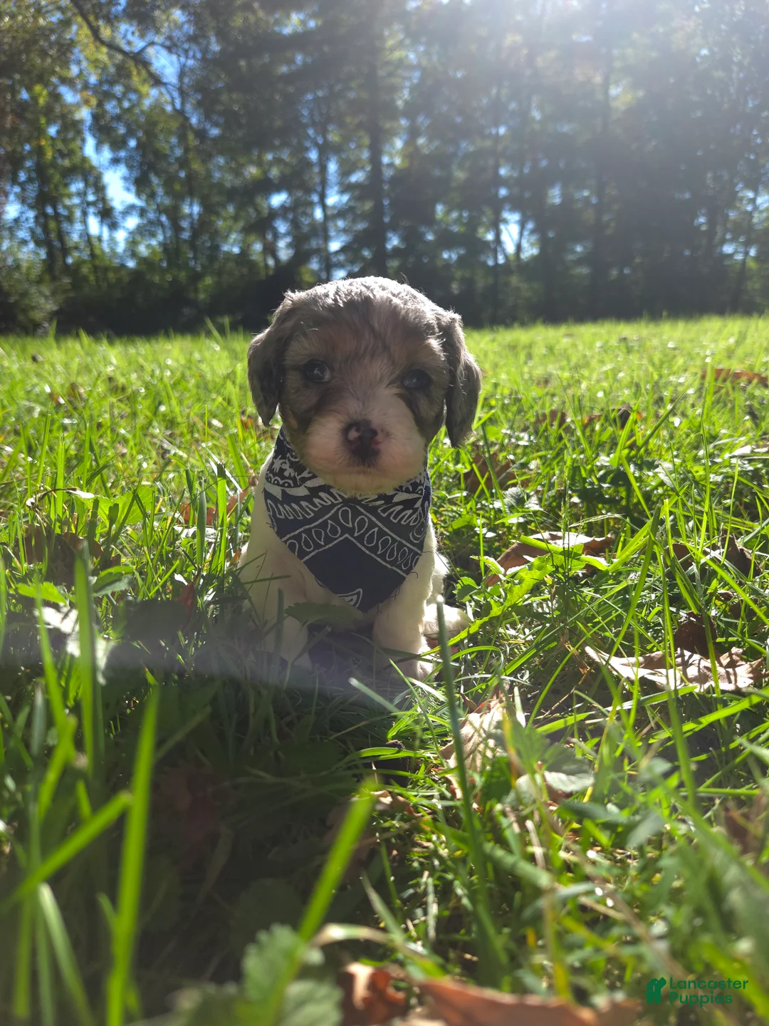 Cavapoo dogs for sale: Violet - Ad 2