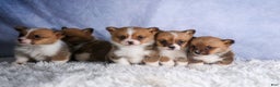Welsh Corgi Pembroke dogs for sale: REX - Ad 20